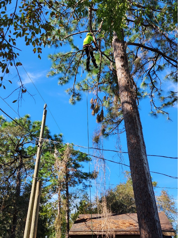 a person climbing up the tree